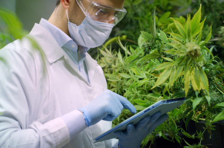 A researcher researching CBD for autoimmune disorders