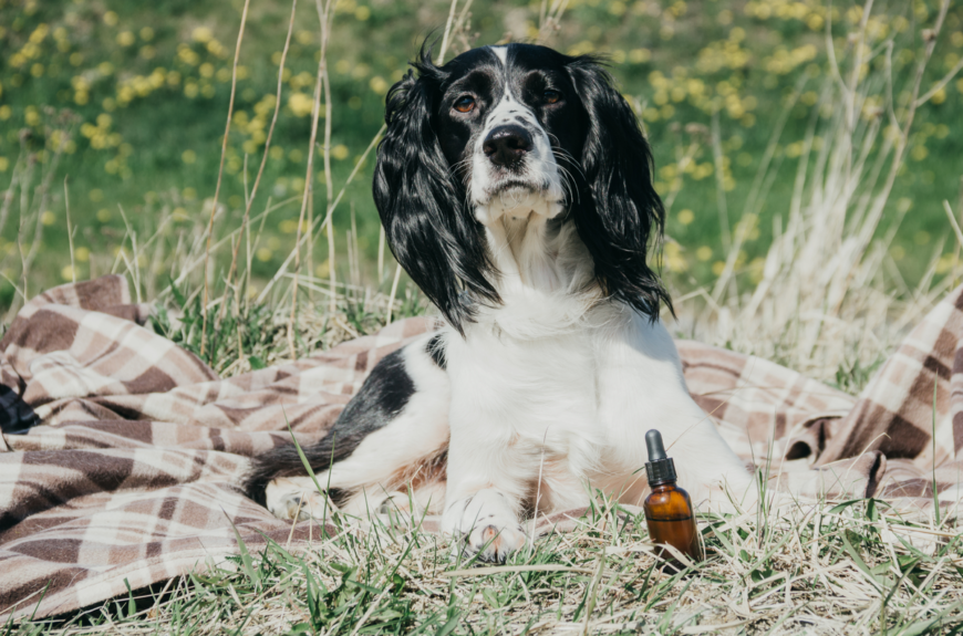 treating arthritis in dogs with CBD